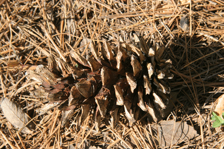 Sierra Madre Oriental