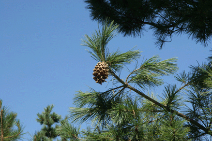 Sierra Madre Oriental