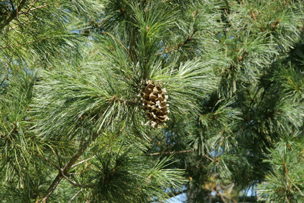 Sierra Madre Oriental