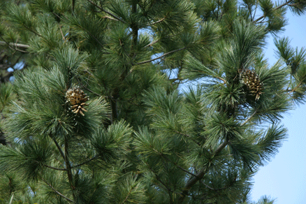 Sierra Madre Oriental