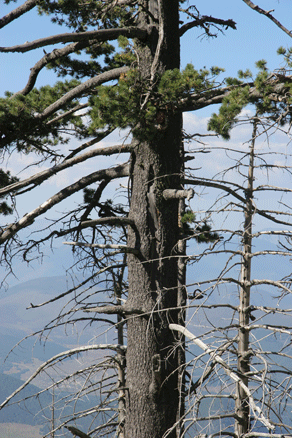 Sierra Madre Oriental