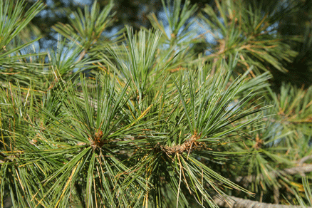 Sierra Madre Oriental