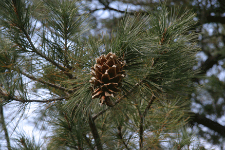 Sierra Madre Oriental