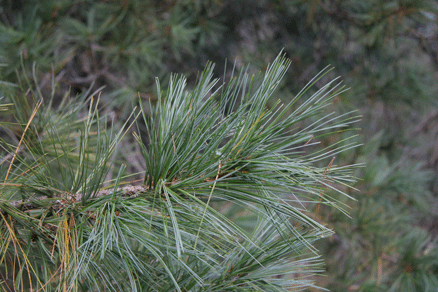 Sierra Madre Oriental