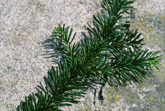 Abies amabilis