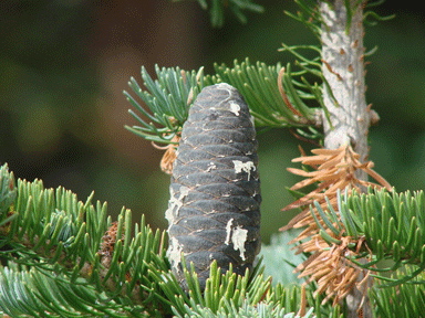 Abies bifolia