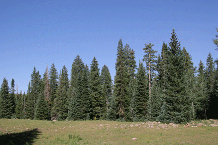 Abies bifolia