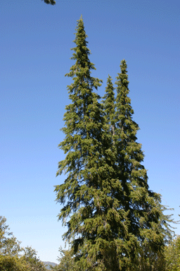 Abies bracteata
