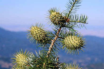 Abies bracteata