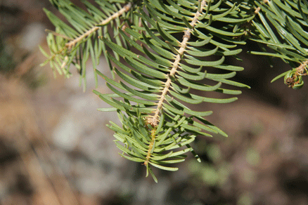 Abies concolor