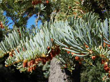 Abies concolor