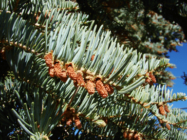 Abies concolor