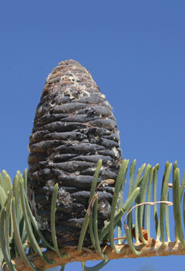 Abies concolor