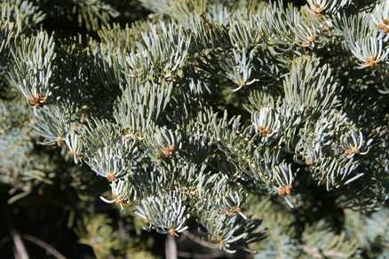 Abies concolor