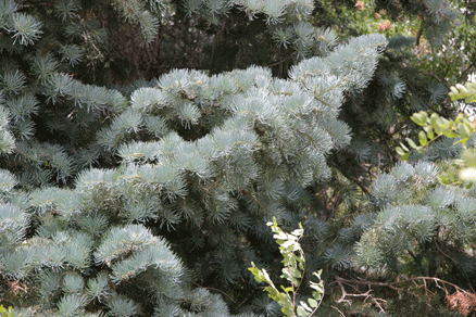 Abies concolor