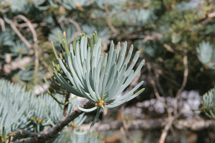 Abies concolor