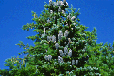 Abies lasiocarpa