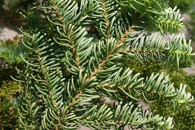 Abies magnifica