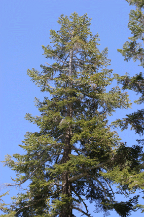 Abies magnifica