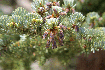 Abies magnifica