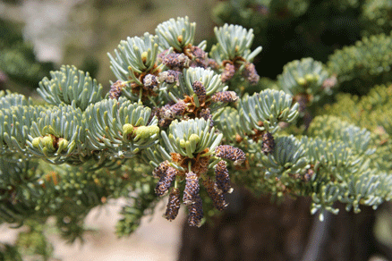 Abies magnifica