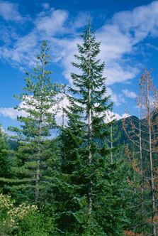 Abies procera