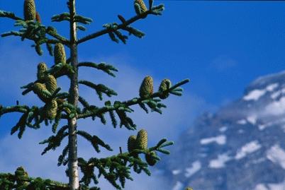 Abies procera