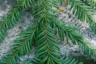 Abies procera