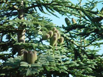 Abies procera