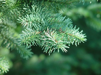 Abies procera