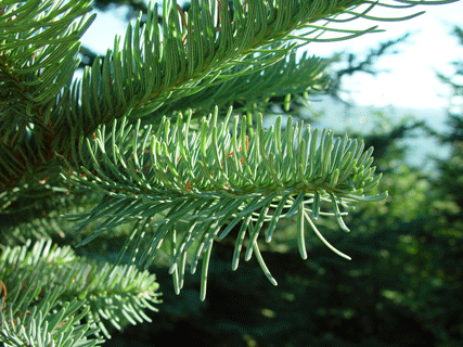 Abies procera