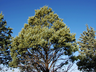 Cupressus species