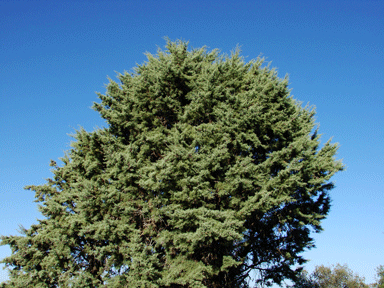Cupressus species