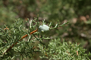 Cupressus arizonica
