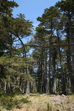 Cupressus macrocarpa