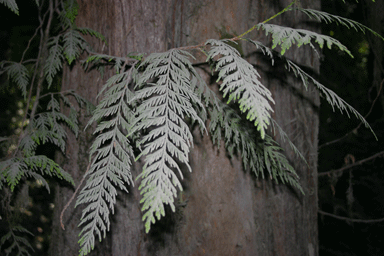 Chamaecyparis lawsoniana
