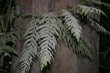 Chamaecyparis lawsoniana