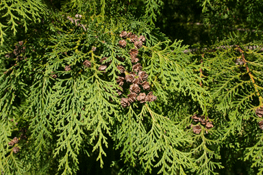 Chamaecyparis lawsoniana