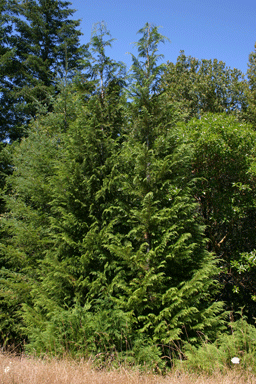 Chamaecyparis lawsoniana