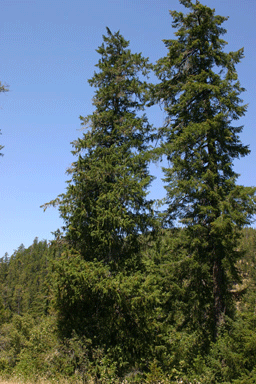 Chamaecyparis lawsoniana