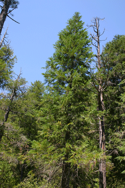 Chamaecyparis lawsoniana