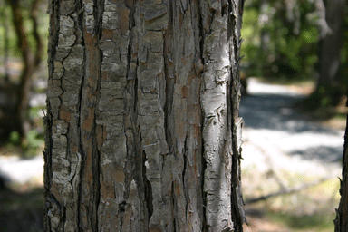 Chamaecyparis lawsoniana