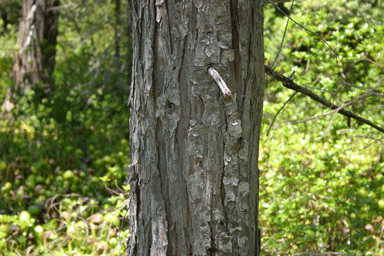 Chamaecyparis lawsoniana