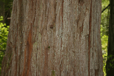 Chamaecyparis lawsoniana