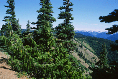 Cupressus nootkatensis