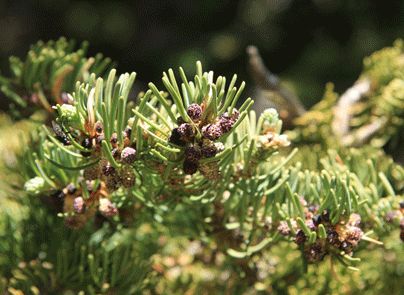 Abies arizonica