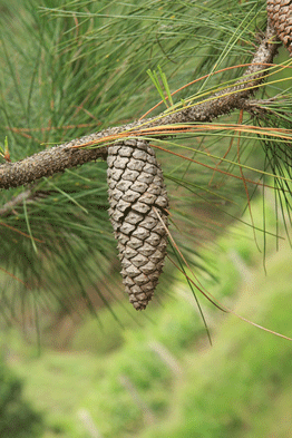 Pinus bahamensis