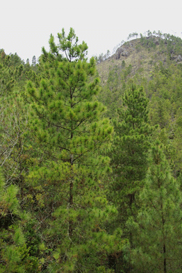 Pinus occidentalis