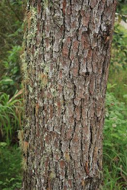 Pinus occidentalis