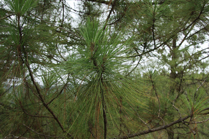 Pinus occidentalis
